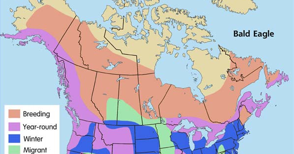 Bald Eagle: Bald Eagle's Habitat