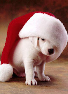 Funny christmas dog pictures