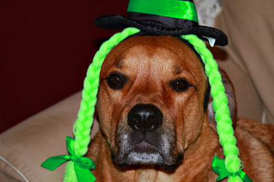 witch dog costume - turtlesandtails.blogspot.com