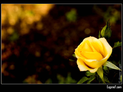 Rose Wallpaper: Yellow Rose HD Wallpaper Download Free
