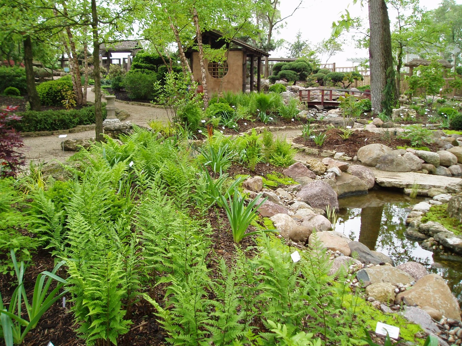 Removing A Buckthorn Tree Invasive In Illinois