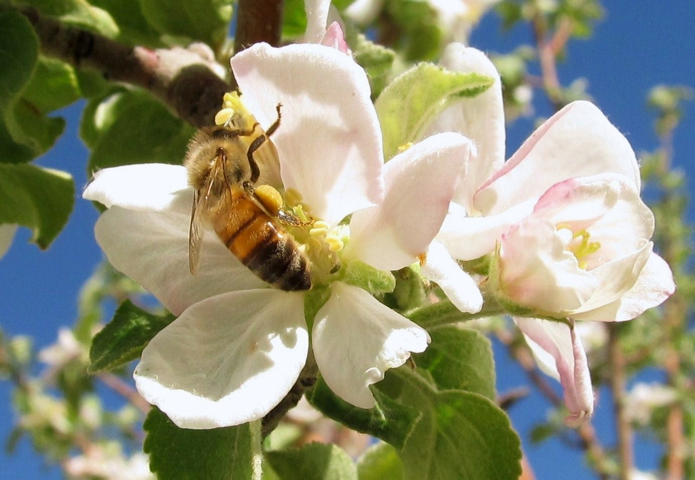 Janie and Steve, Utah Trails Bird and Bees