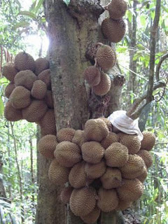 Durian Berbuah Di Pangkal Pokok Durian+di+tengah+batang
