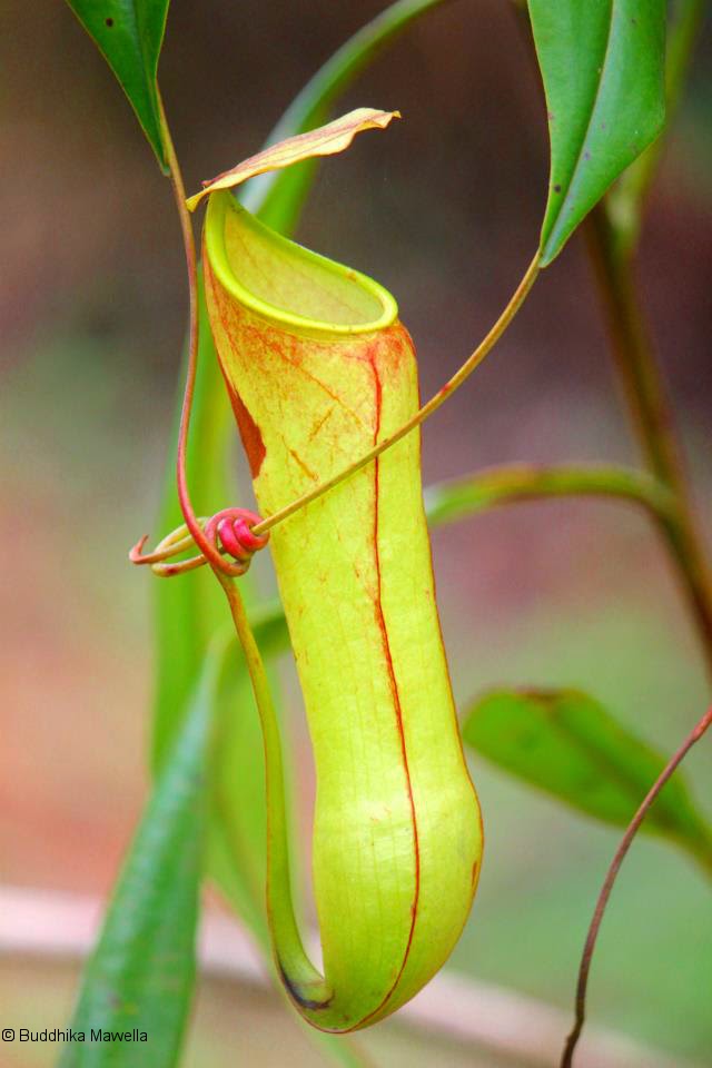 Lanka Nature Summary Pitcher plant (Nepenthes distillatoria)