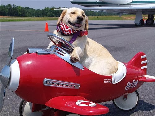 Cachorro em avião transporte cachorro