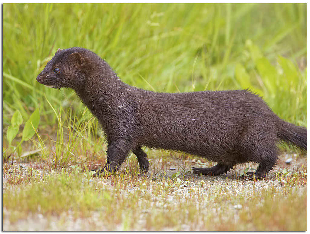 Owls & Others of Essex, MA Plum Island Mink Revere Beach Shearwaters