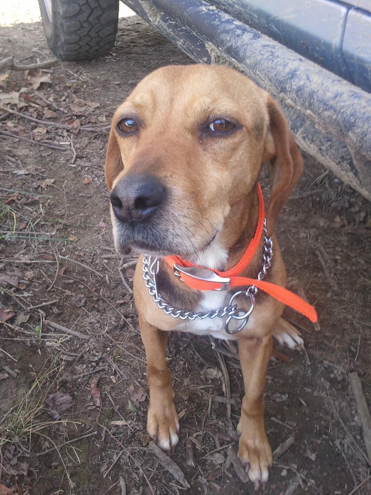 Avanti Savoia Fresh Black Truffles… from East Tennessee?