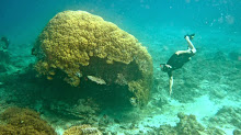 Grosse tête de corail
