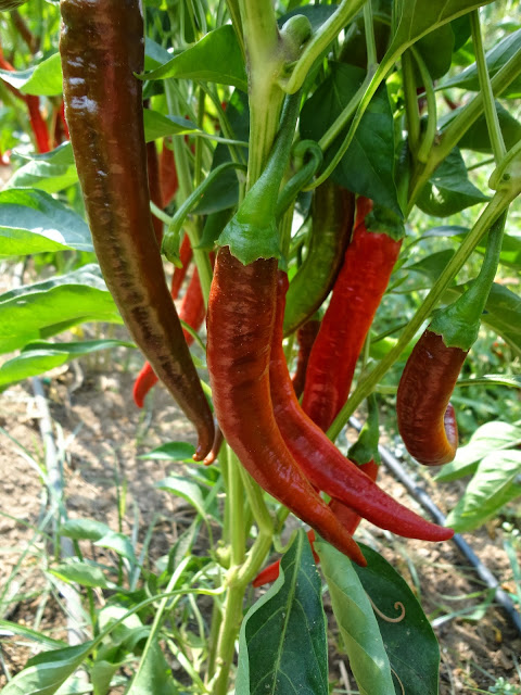 PIMIENTOS LARGOS ROJOS EN LA MATA.