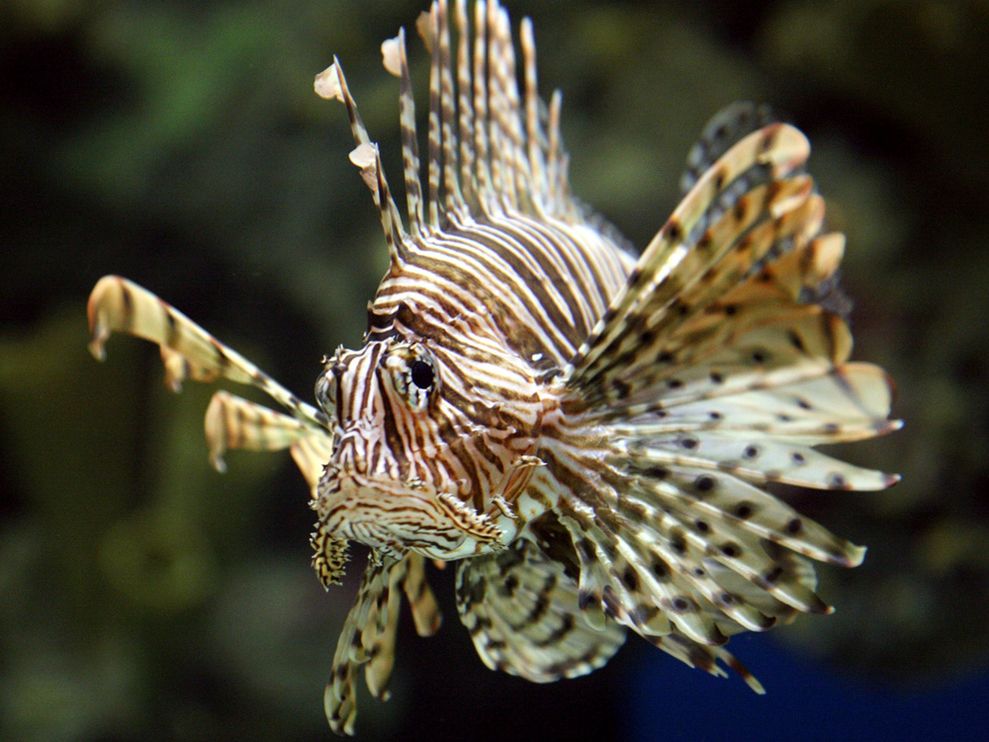 Lion Fish The Life of Animals