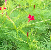 Manfaat dan Khasiat Tanaman Rincik Bumi (Ipomoea Quamoclit L)  Manfaat dan Khasiat Tanaman Rincik Bumi  Manfaat dan Khasiat Tanaman Rincik Bumi (Ipomoea Quamoclit L)