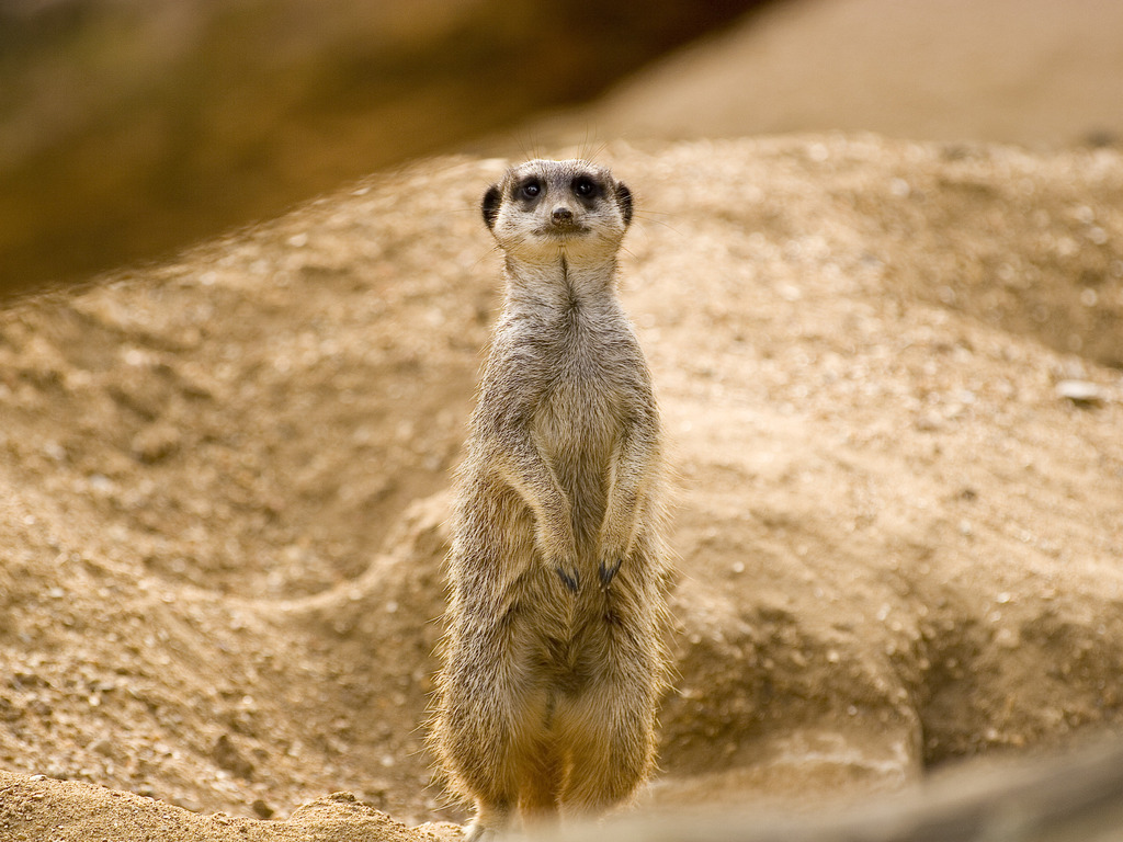 Meerkats Wallpapers | Fun Animals Wiki, Videos, Pictures ... Meerkats Wallpapers | Fun Animals Wiki, Videos, Pictures ...