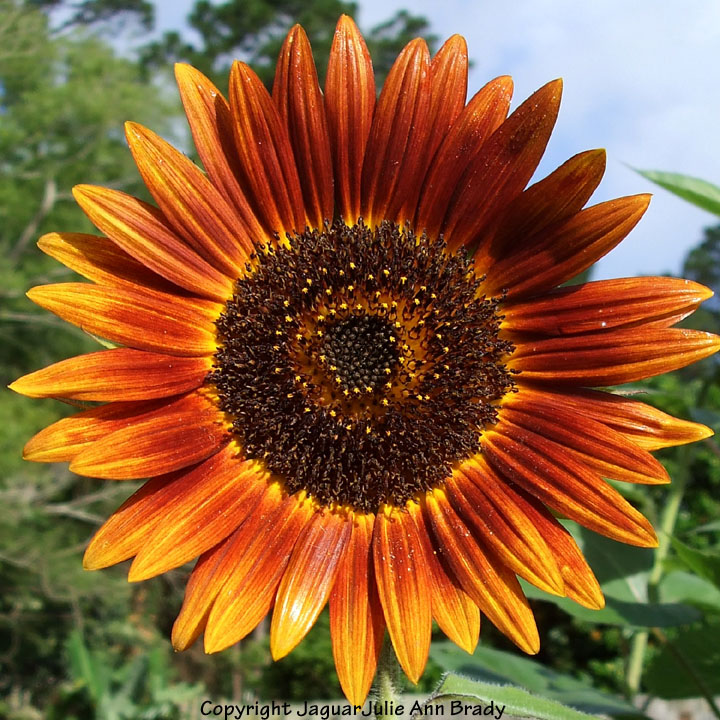 sunflower fall sunflower fall