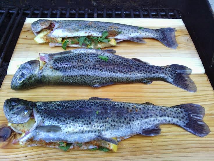BRATTLEPONICS Cedar Plank Grilled Rainbow Trout