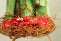 Red Roots in Lucky Bamboo