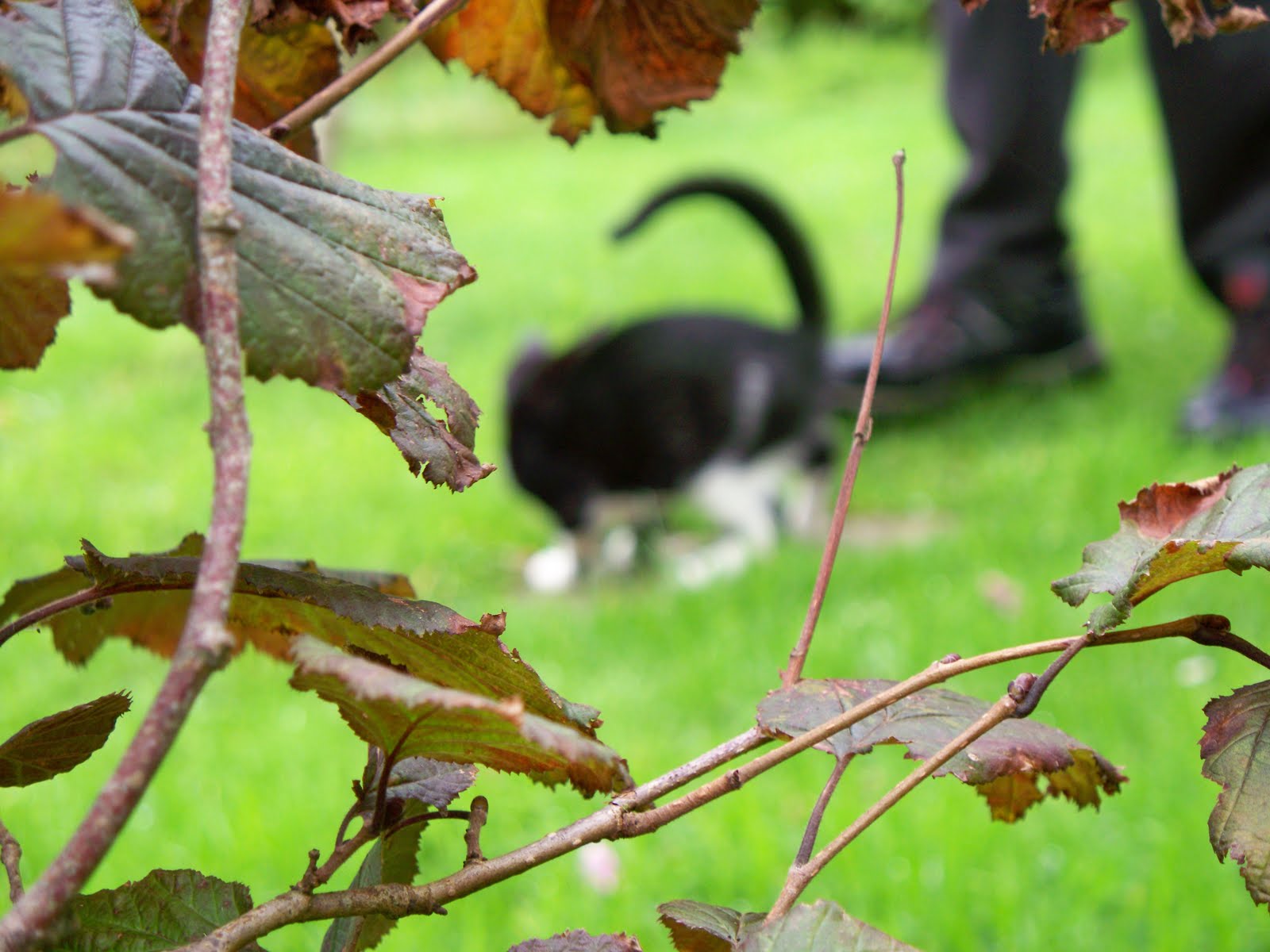 kittens outside