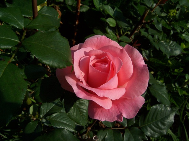 Pink Rose