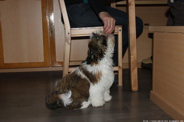 Shih Tzu bedelend