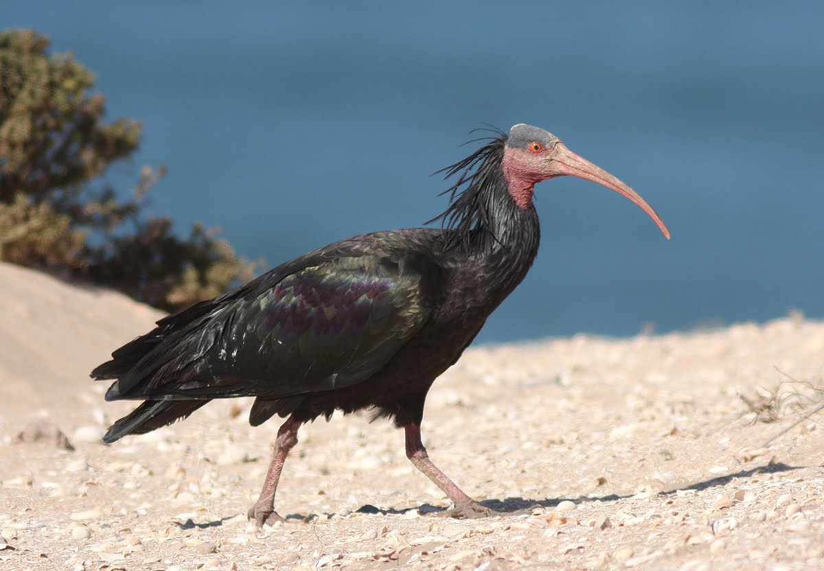 Northern Bald Ibis