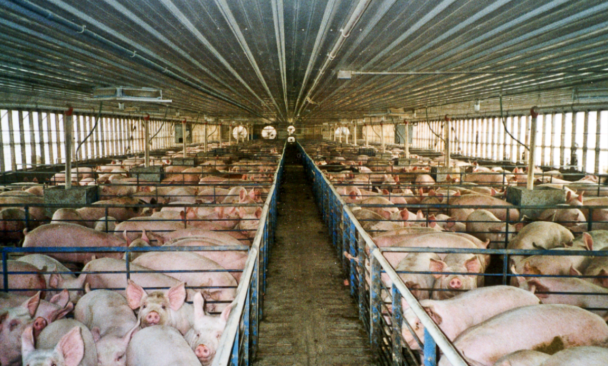 lots of pigs are crammed into small pens in a long large warehouse style barn