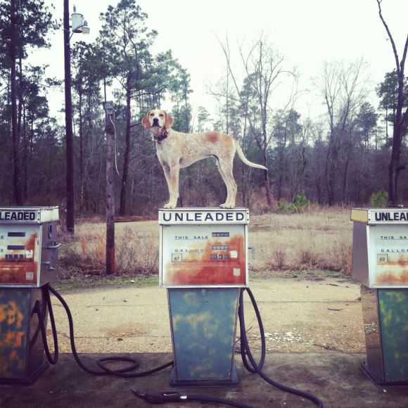 theron humphrey fotografia cachorro em cima de coisas se equilibrando maddie dog on things