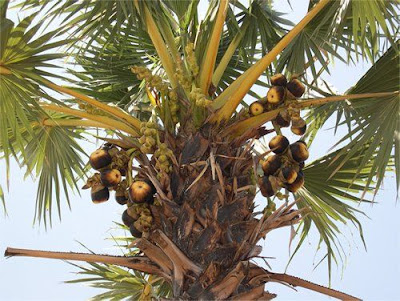 Sekilas kesehatan: Khasiat Buah Lontar Untuk Kesehatan