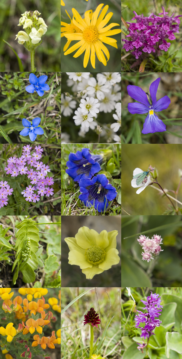 SkiZinal Alpine flower fest