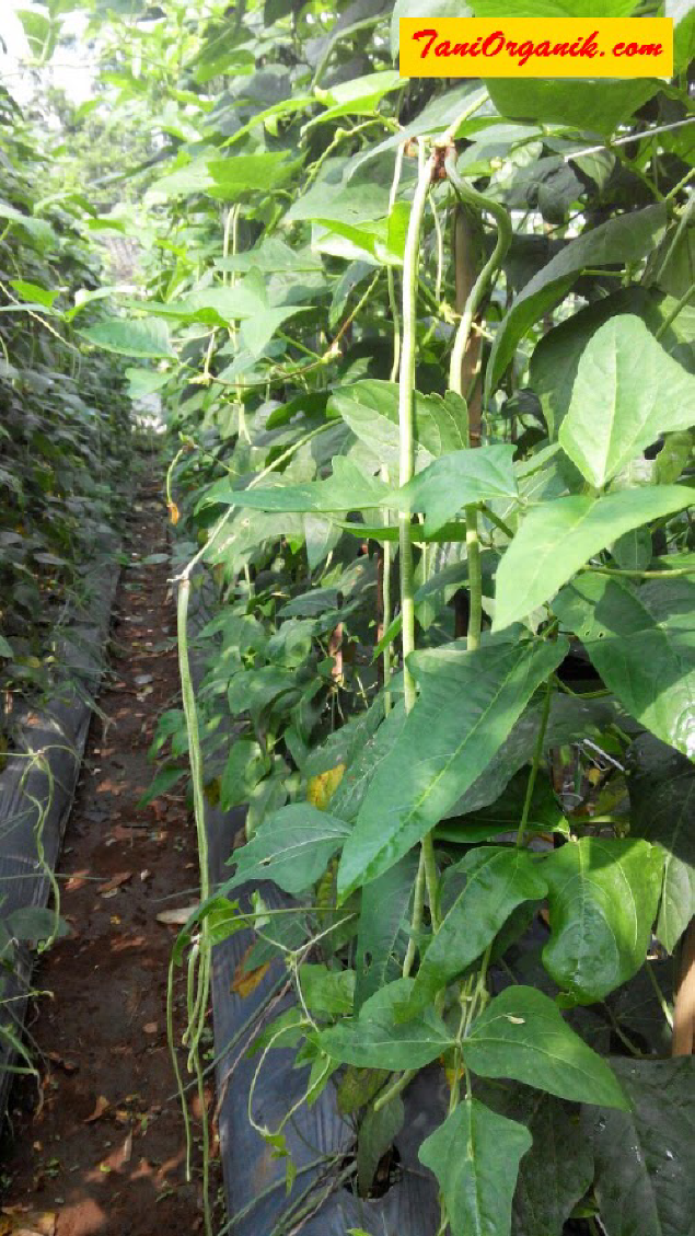 Cara Budidaya Kacang Panjang Di Lahan Pertanian