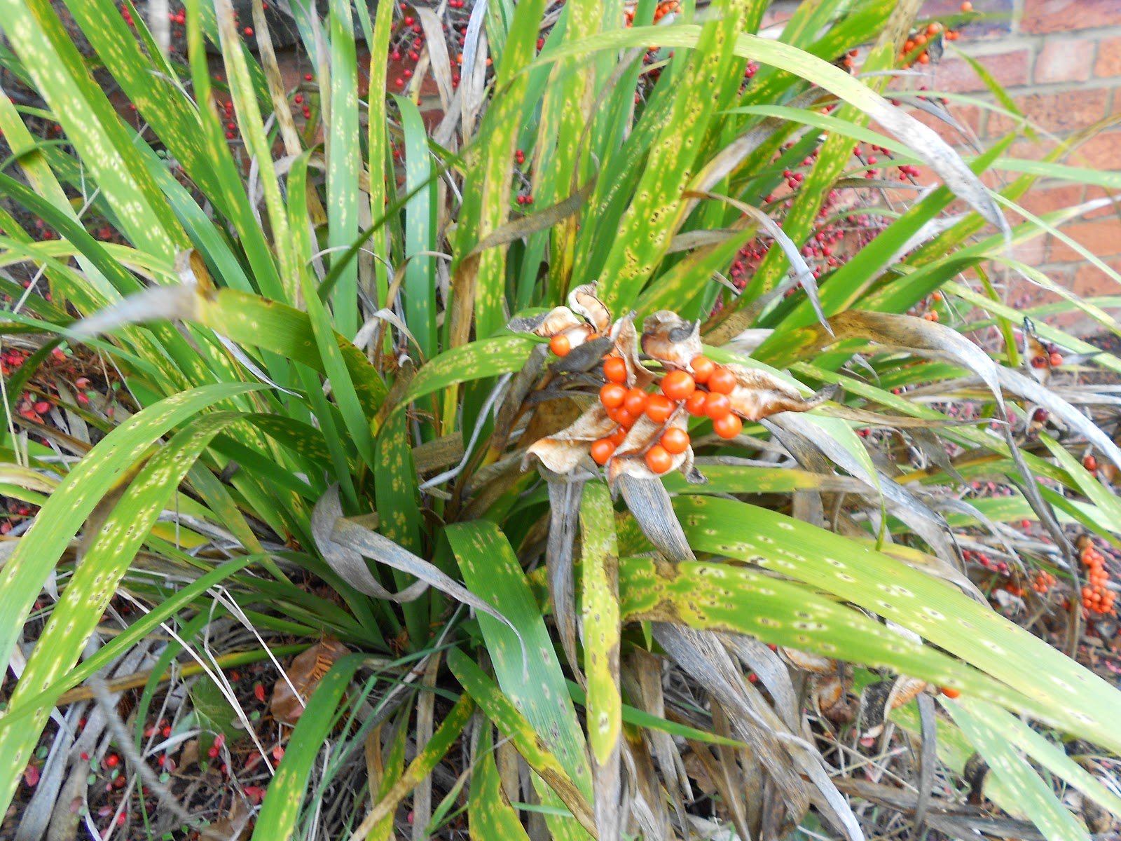 Tony's Blog The Roast Beef Plant