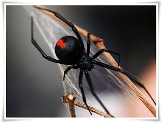 Black Widow Spider Animal Pictures