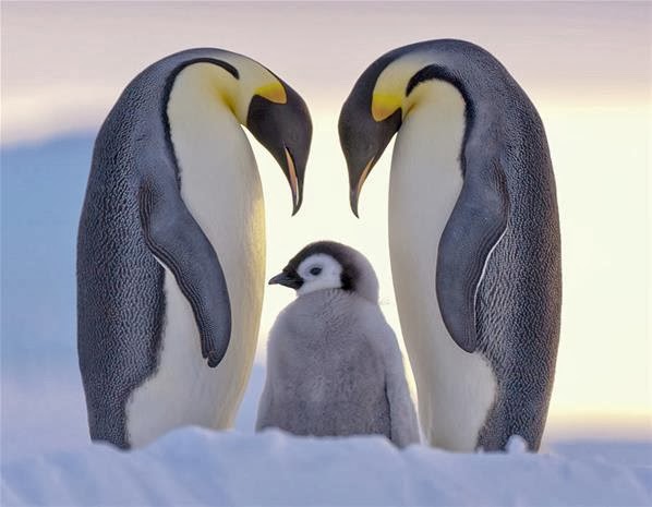 postingan hidup pinguin hewan setia postingan hidup pinguin hewan setia