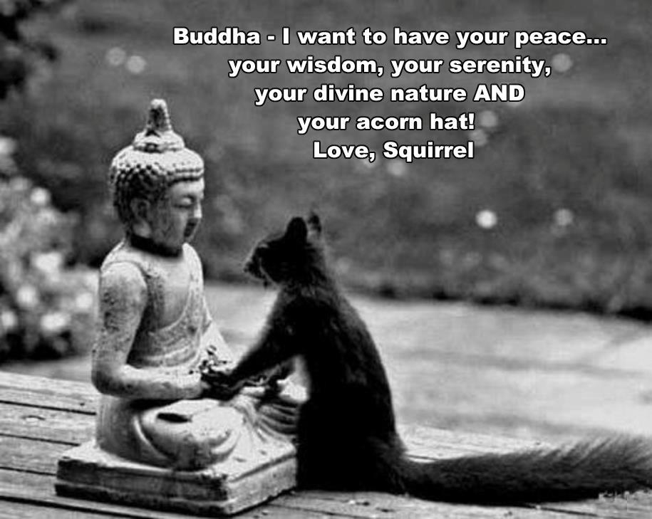 stupid is a five letter word looking for wisdom and inner peace on