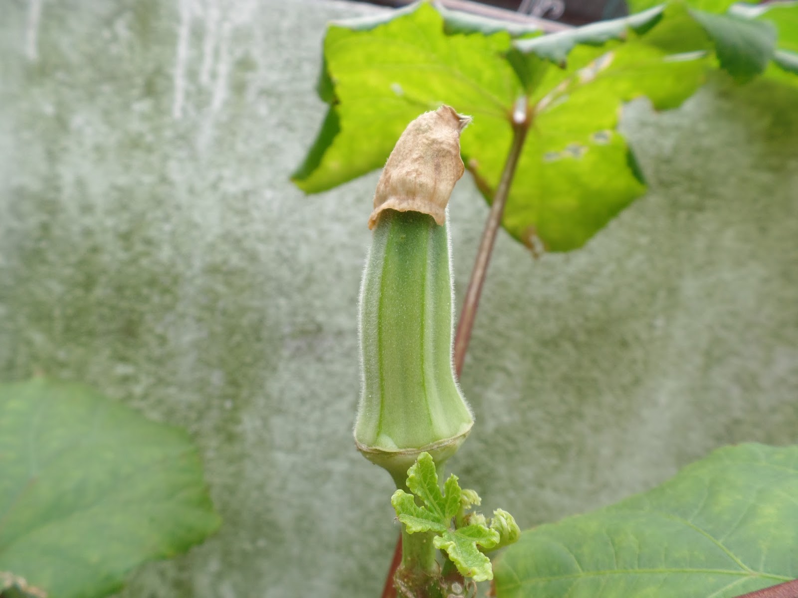 My Little Potted Garden Okra (Ladies Fingers) &amp; Belimbing
