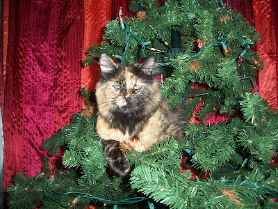 Cat sitting in a Christmas tree 