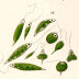 Filum Euglenophyta thumbnail