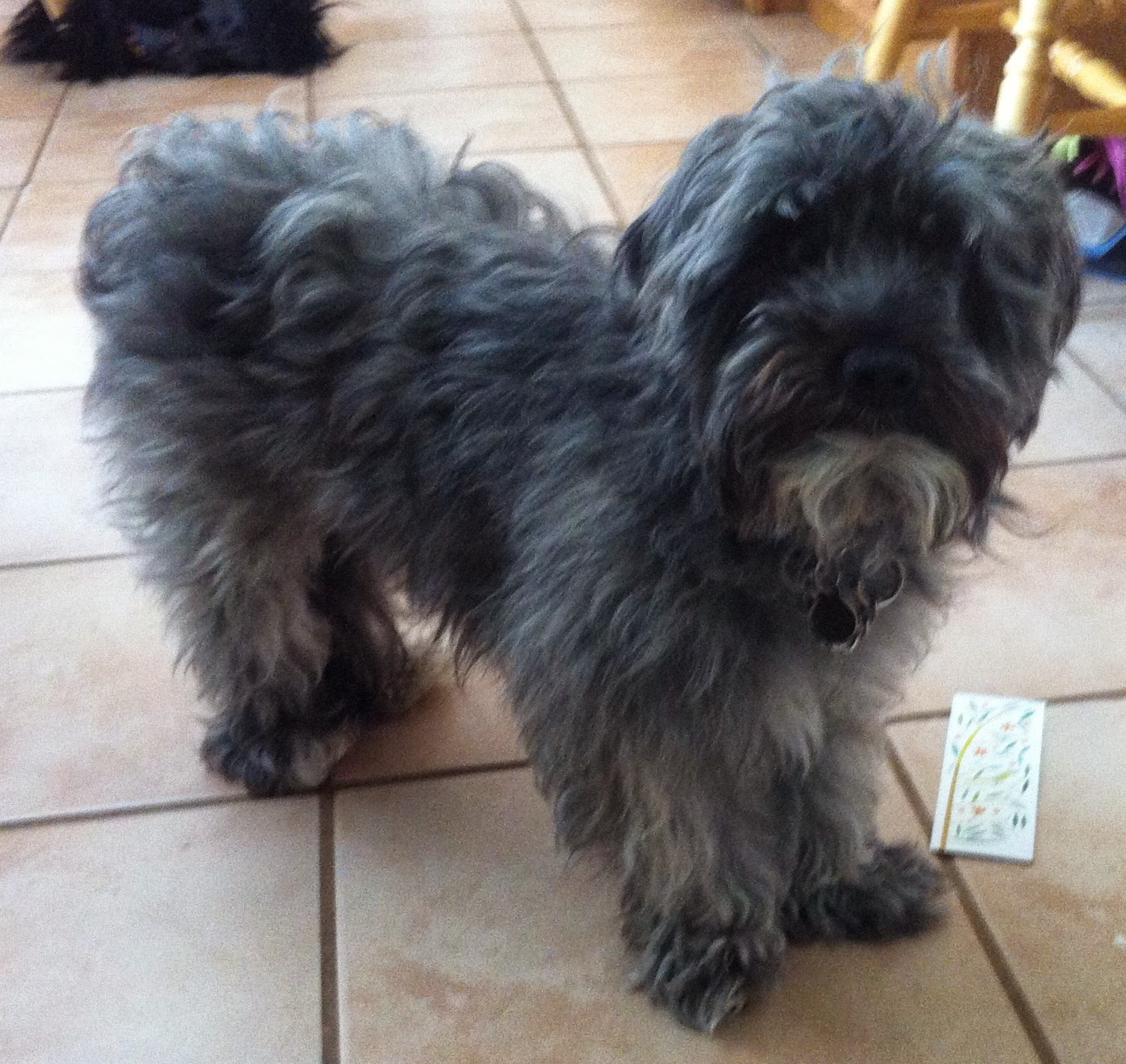 Black Havanese Dog Pictures Black Havanese Dog Pictures