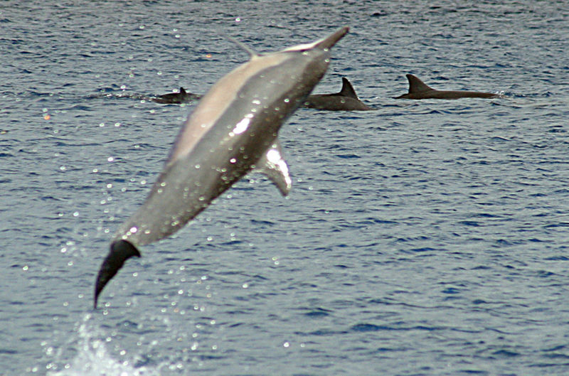 The Jungle Store HighFlying Spinner Dolphins