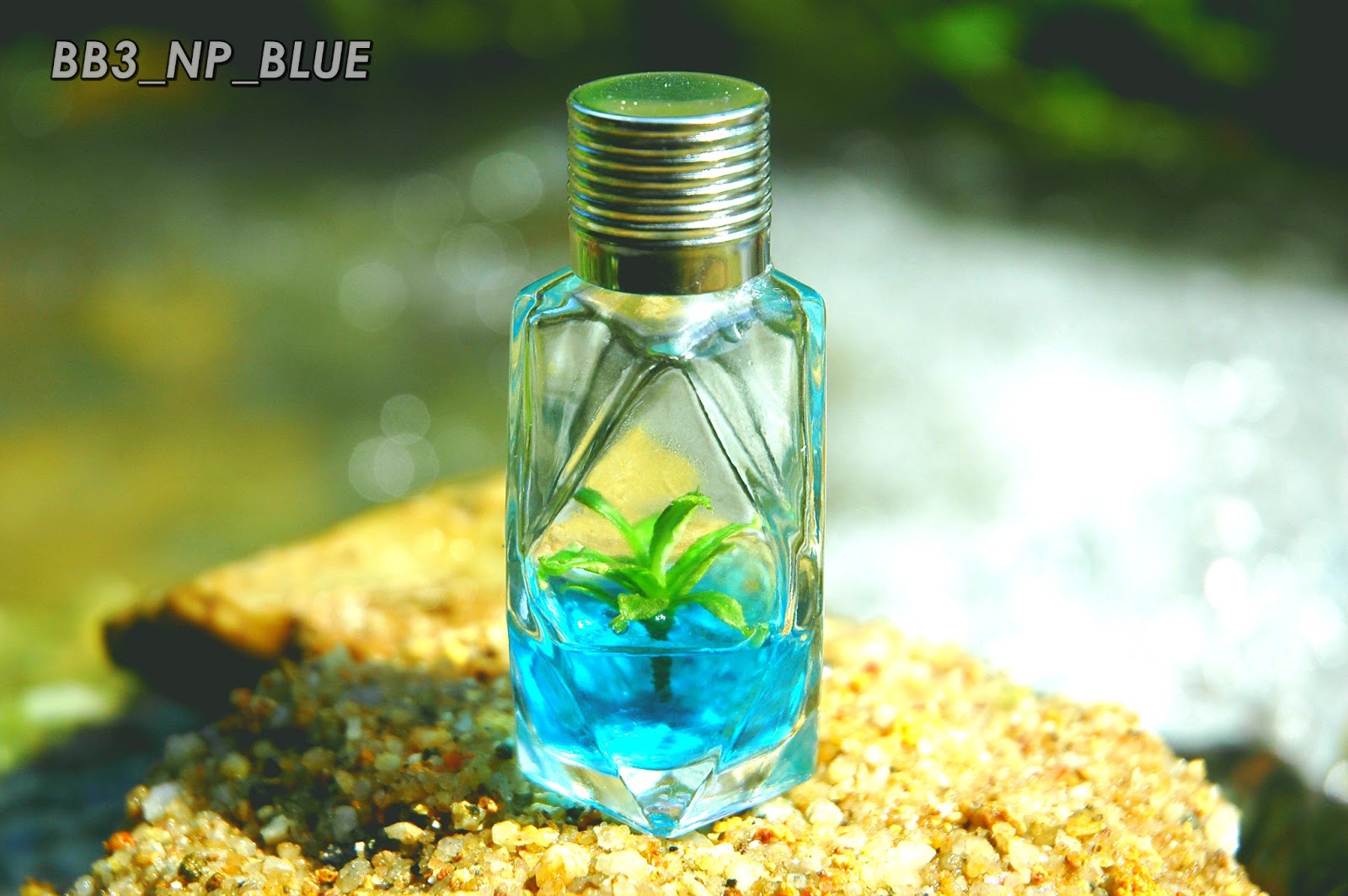 tissue culture orchids