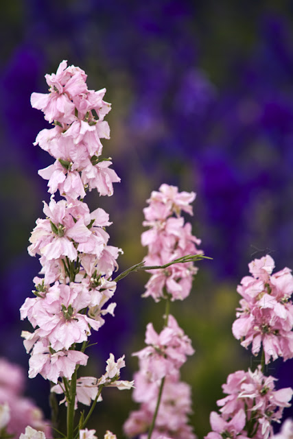 A purple background highlights the pink Delphiniums in the foreground www.martynferryphotography.com