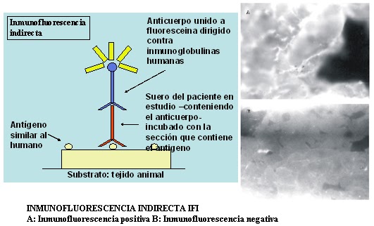 Ratones Transgenicos Pdf