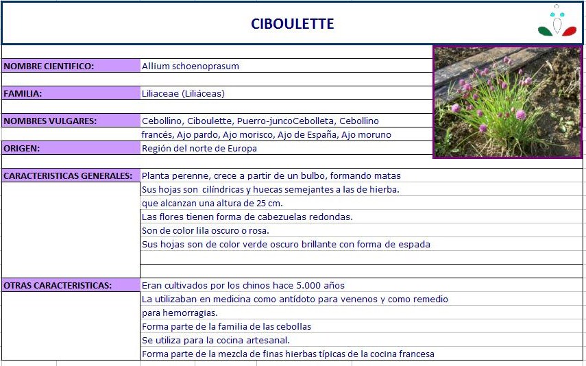 Vivero Buenaventura Ficha Tematica De Ciboulette