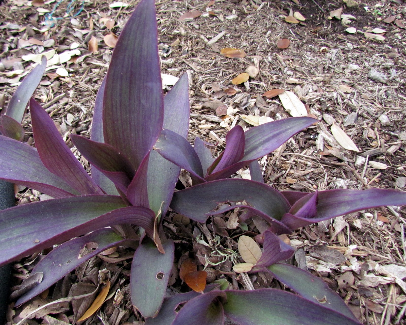 Patchwork Garden Foliage FollowUp&hellip;March 2012