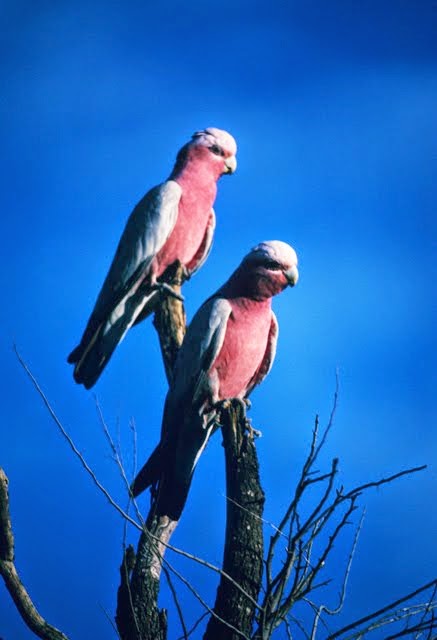 Galahs 3