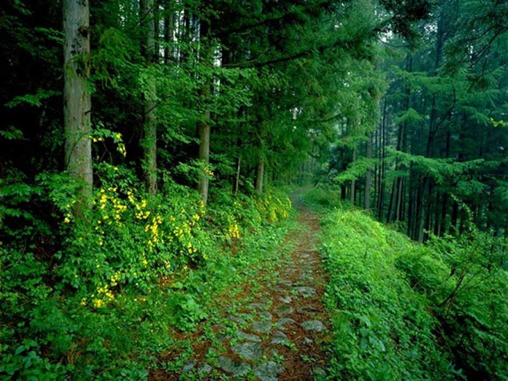 Spirit Relationships, Ashe, Herbs and the Forest ~ Real Magic on the Street
