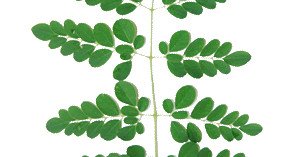 Daun Kelor Dalam Bahasa Minang Khasiat Dan Manfaat Serbaguna Daun Kelor