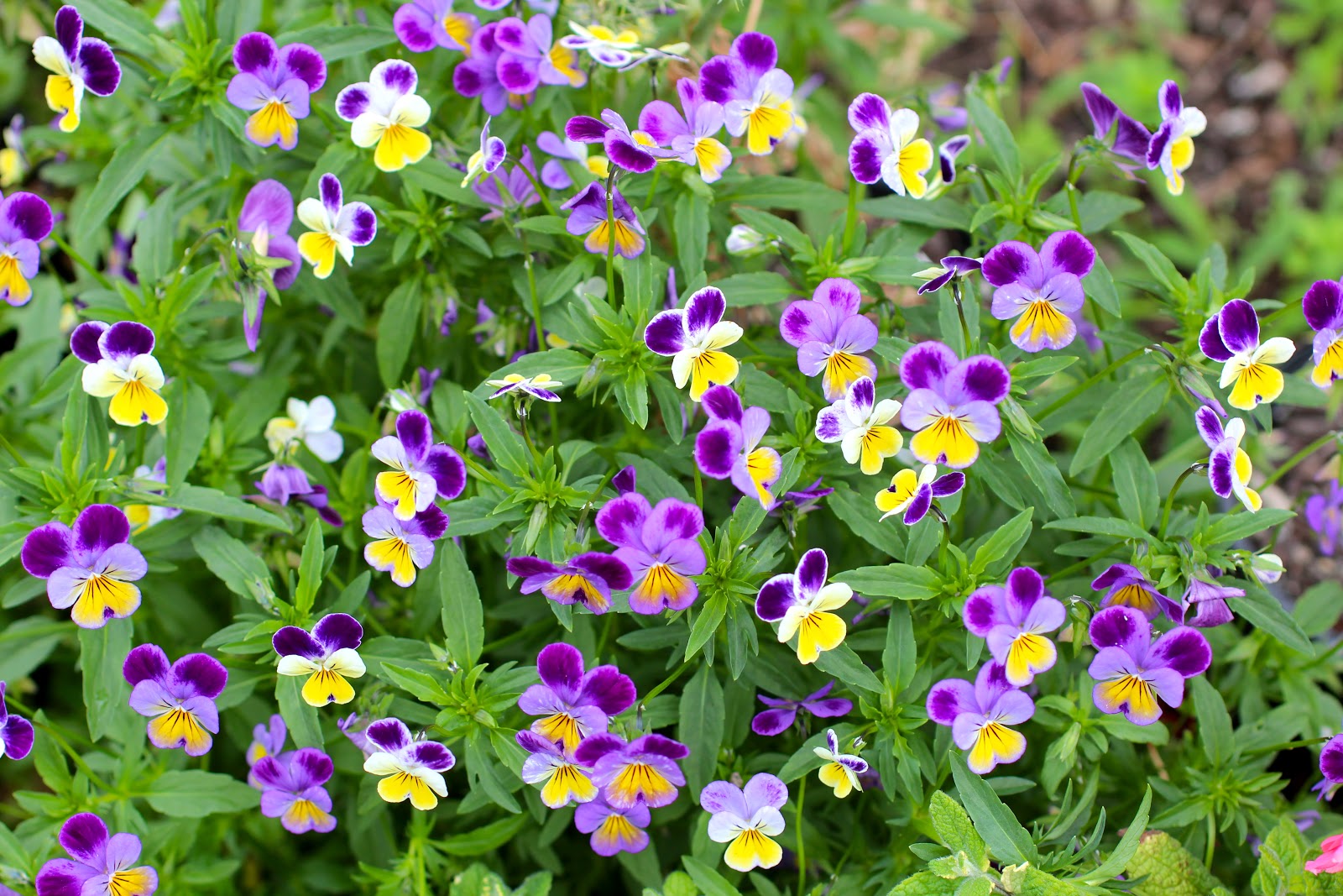 Florez Nursery Viola tricolor, Heartsease