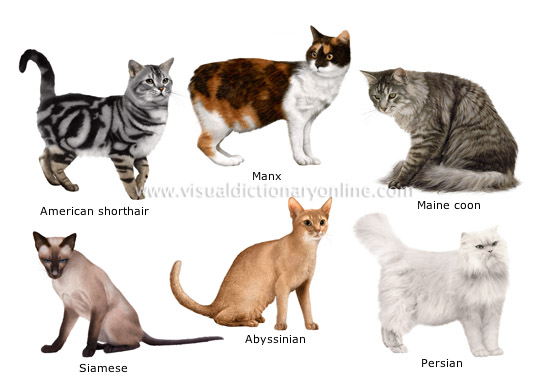 Cat Breeds Chart With Pictures