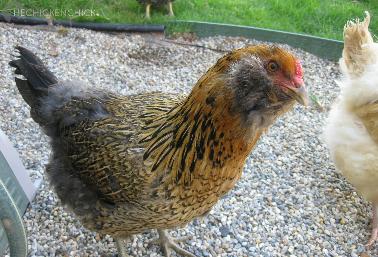 Molting. What is it and How to Help Chickens Get Through It The