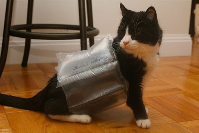 gato-flotador.jpg