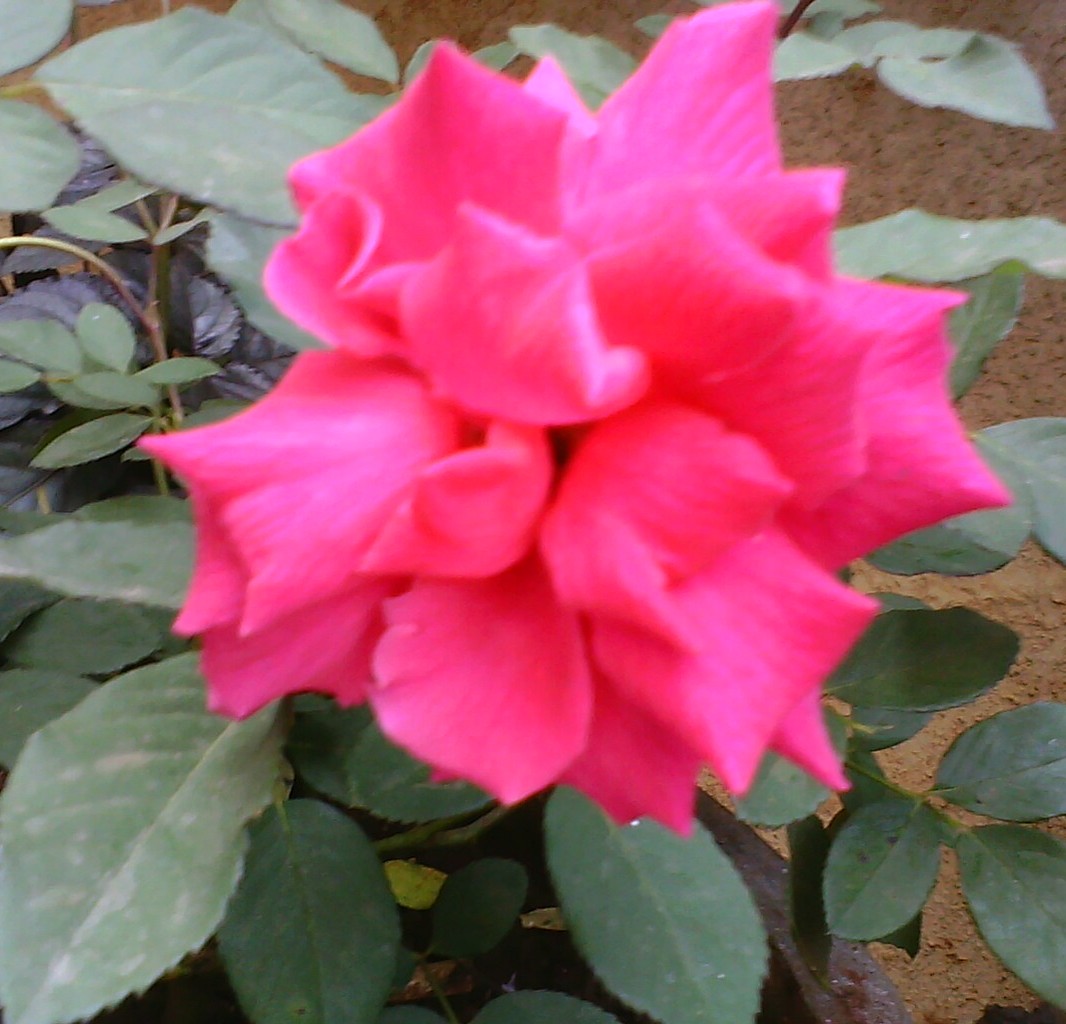 Garden Care Simplified How to preserve Freshly Cut Rose Flowers